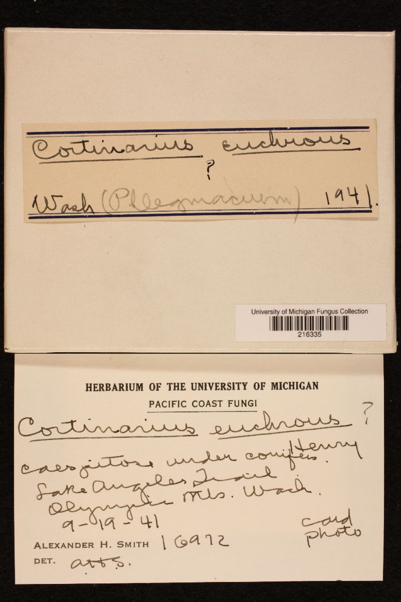 Cortinarius euchrous image