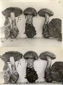 Cortinarius euchrous image