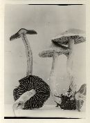 Cortinarius evernius image