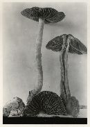 Cortinarius evernius image