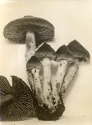 Cortinarius evernius image