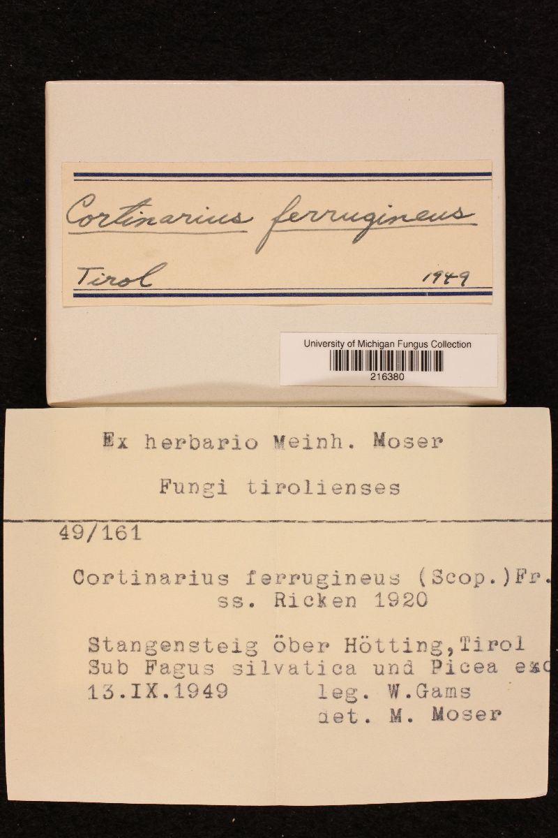 Cortinarius ferrugineus image