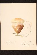 Cortinarius olearioides image