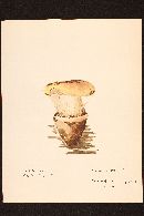 Cortinarius olearioides image