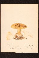 Image of Cortinarius olearioides