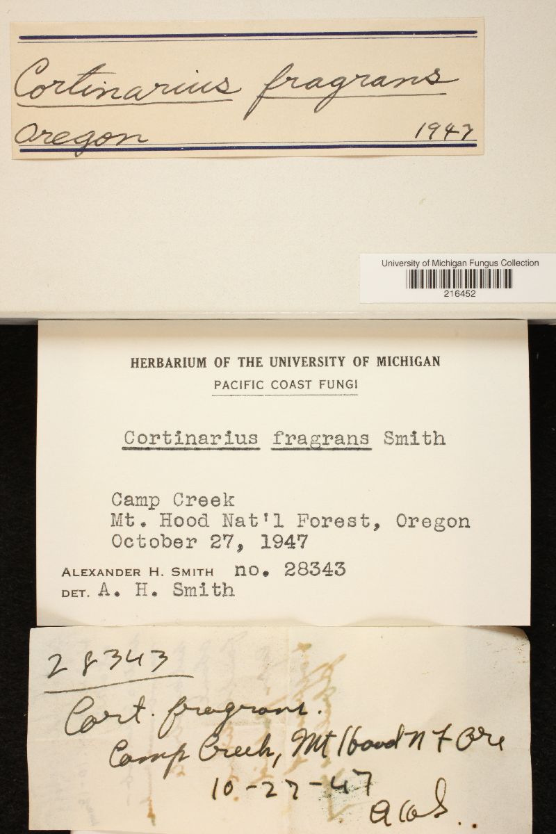 Cortinarius fragrans image