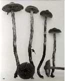 Cortinarius gentilis image