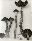 Cortinarius gentilissimus image