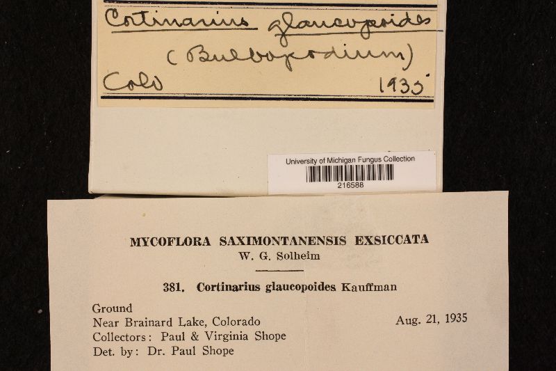 Cortinarius glaucopoides image