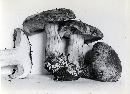 Cortinarius glaucopus image