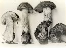 Cortinarius glaucopus image