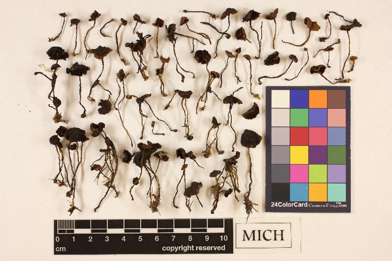 Cortinarius haematocheloides image