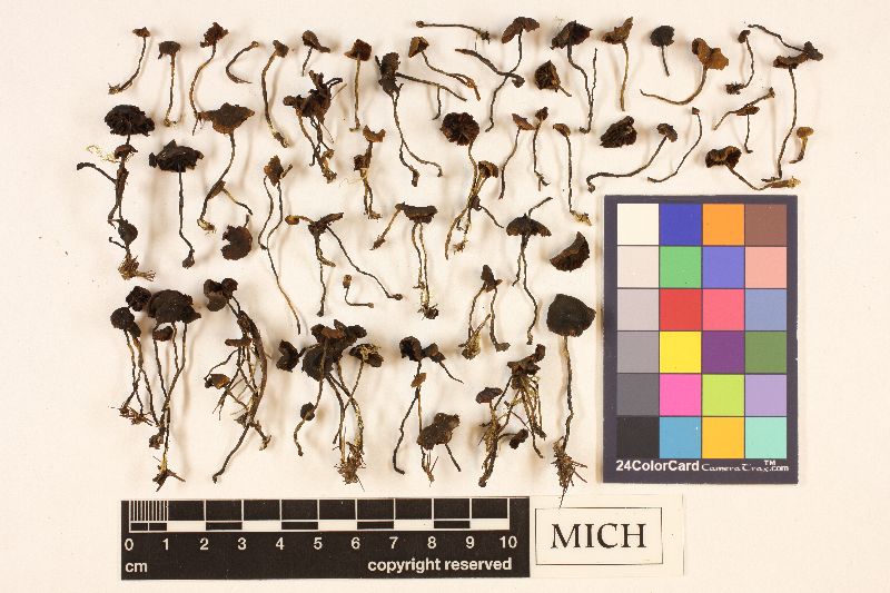 Cortinarius haematocheloides image