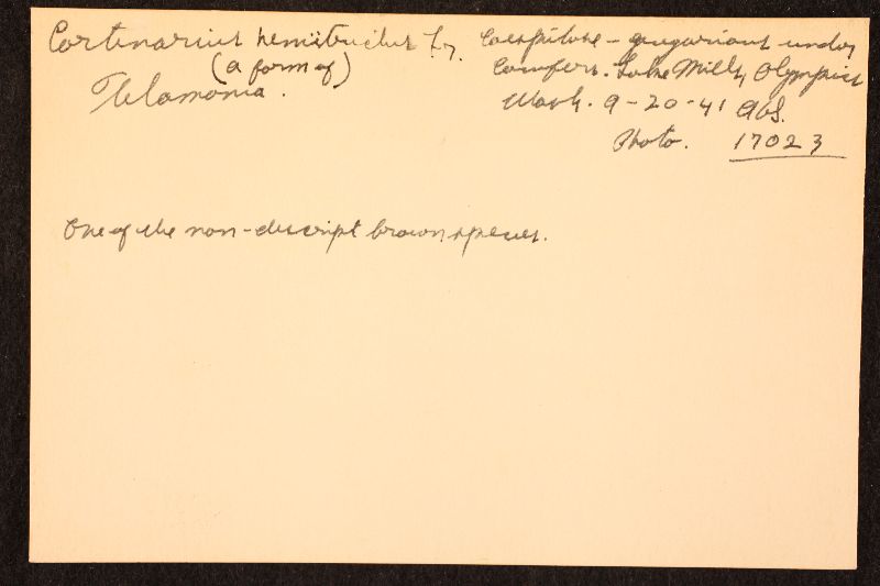 Cortinarius hemitrichus var. americanus image