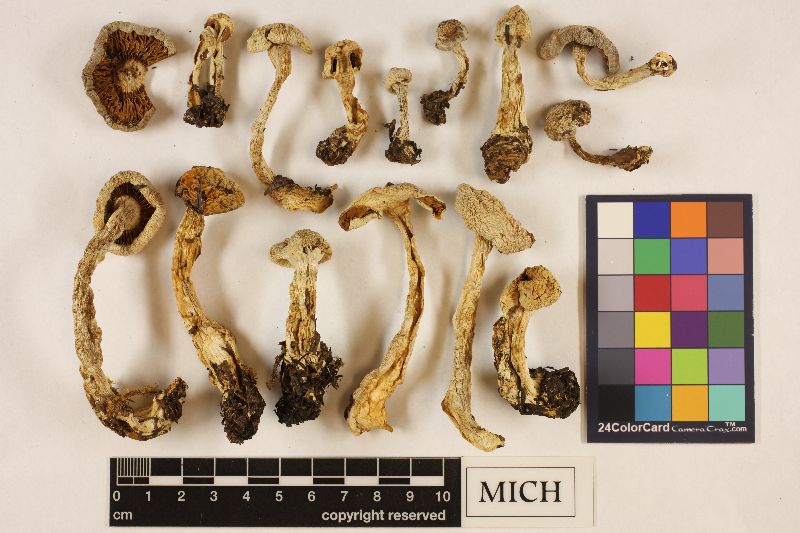 Cortinarius griseoviolaceus image