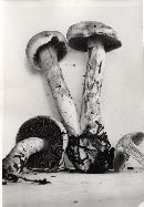 Cortinarius griseoviolaceus image