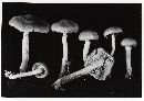 Cortinarius incognitus image