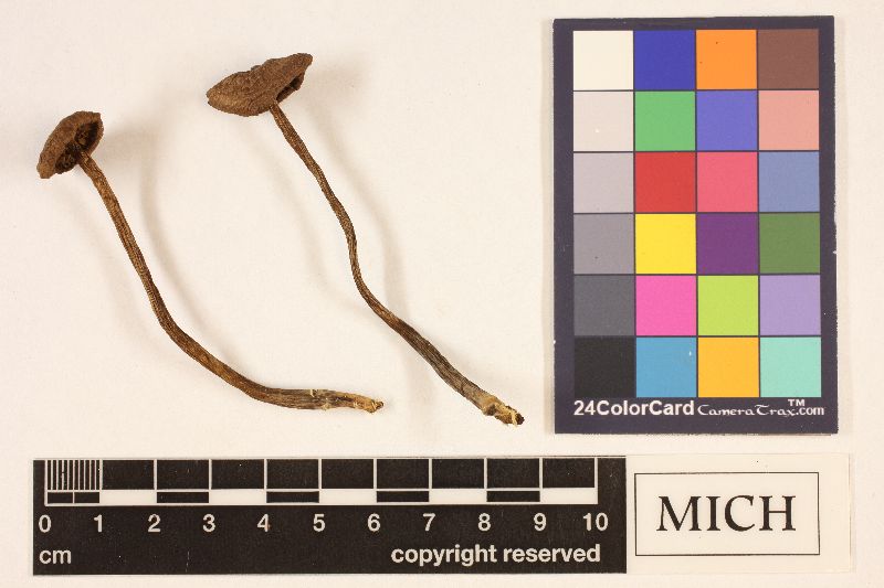Cortinarius huronensis var. huronensis image