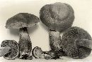 Cortinarius impennis image