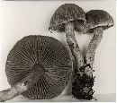 Cortinarius impennis image