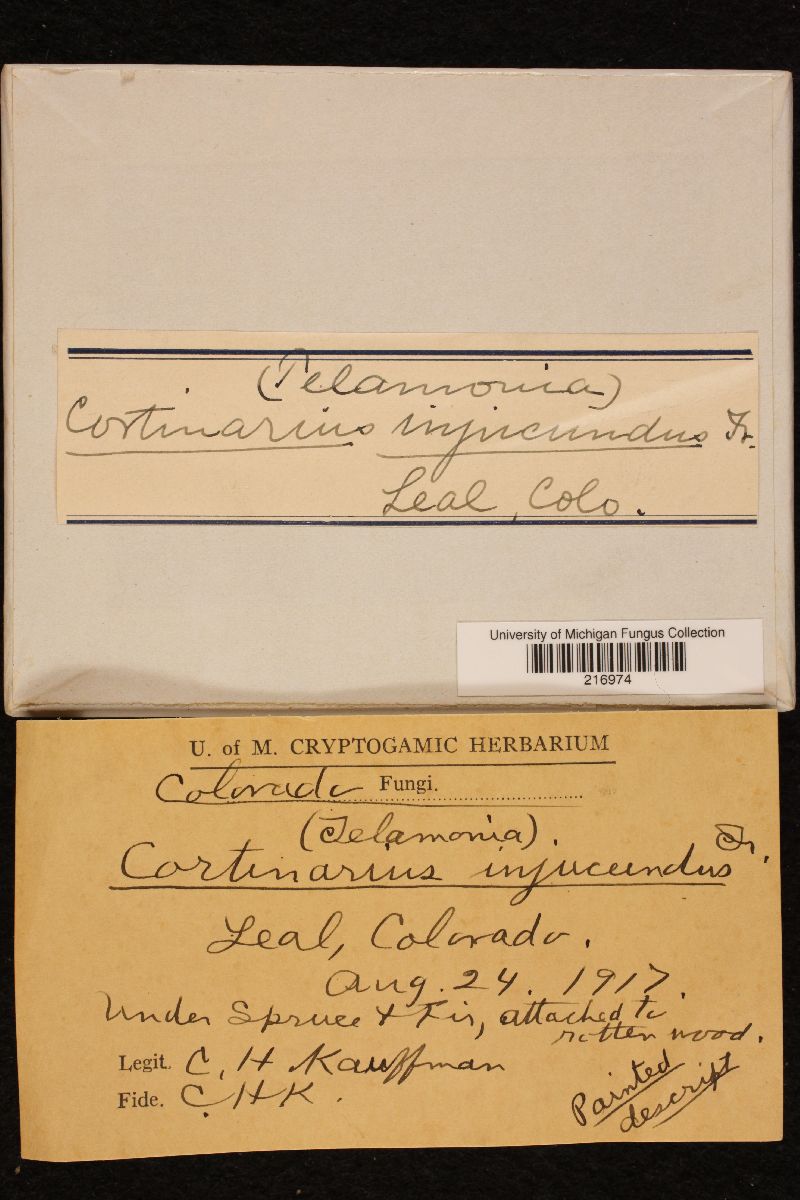 Cortinarius injucundus image