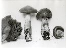 Cortinarius infractus image