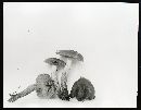 Cortinarius incognitus image