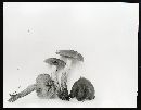 Cortinarius incognitus image