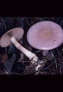 Cortinarius iodes image