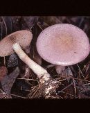 Cortinarius iodes image