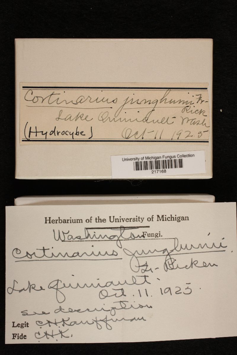 Cortinarius junghuhnii image
