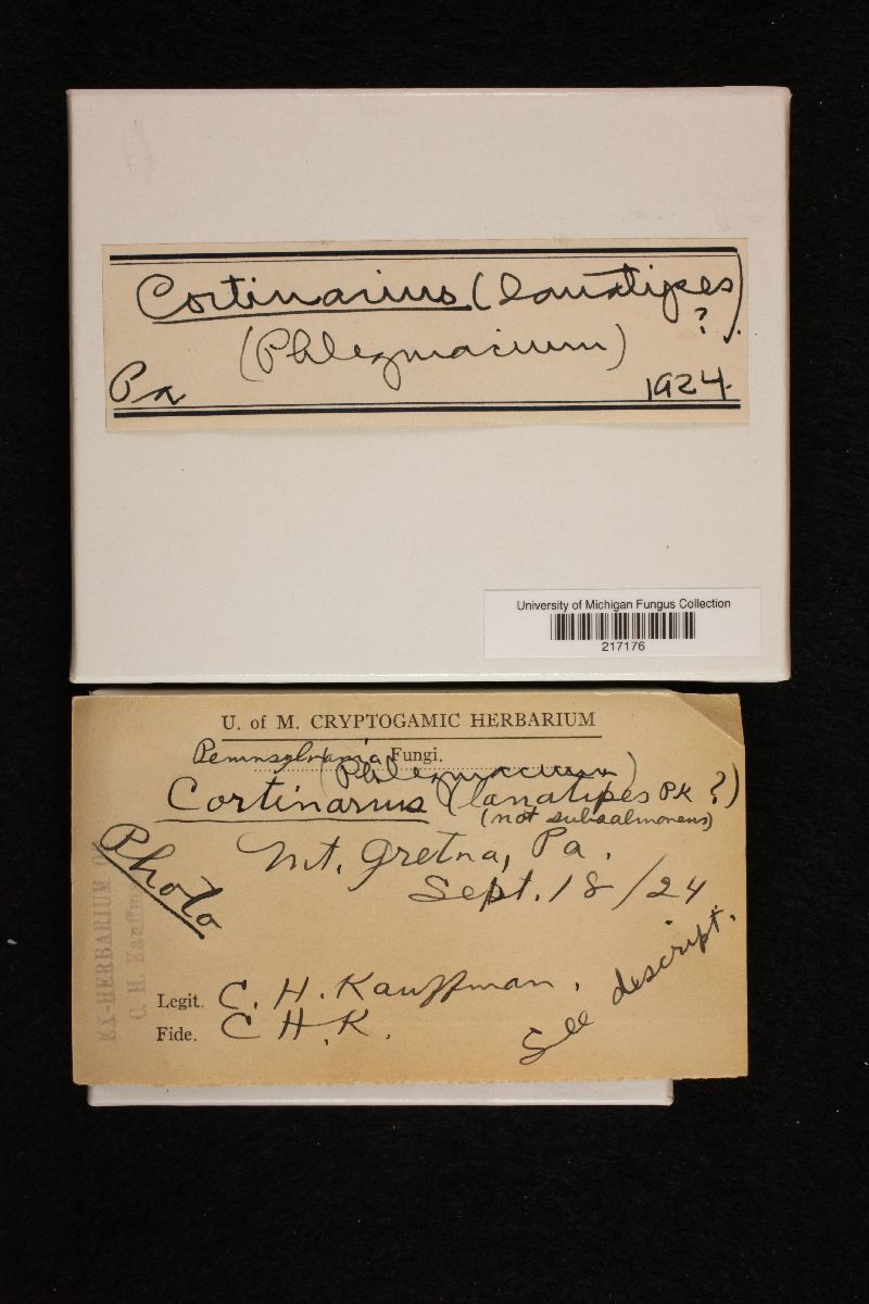 Cortinarius lanatipes image