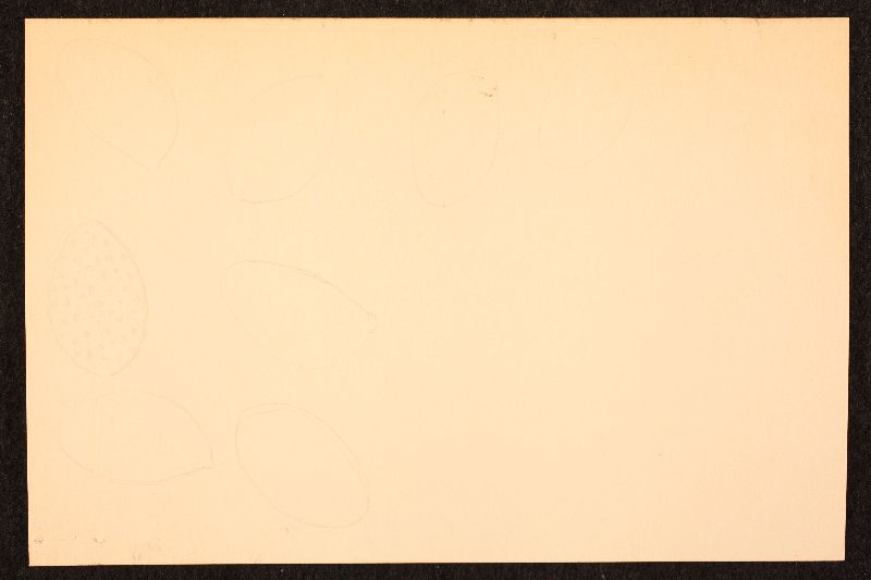 Cortinarius lanatipes image