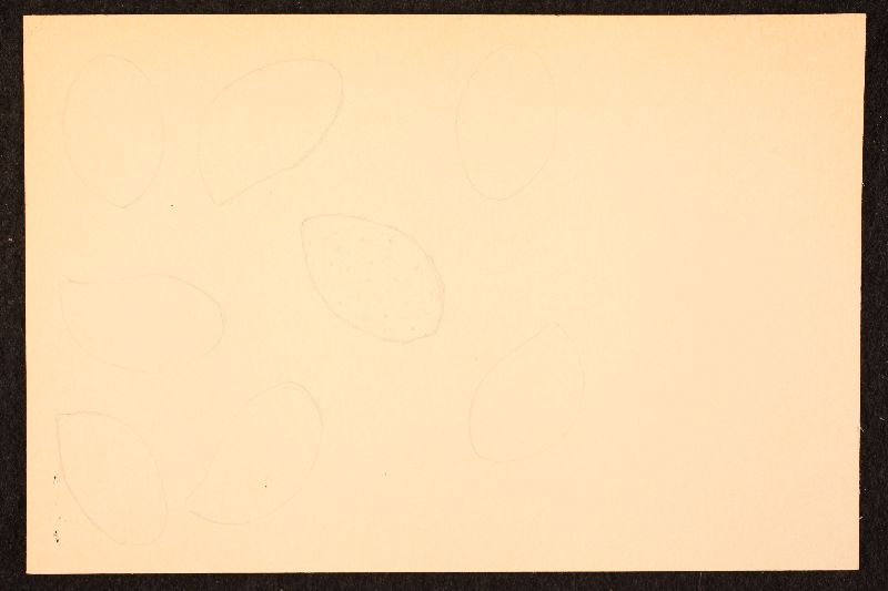 Cortinarius irregularis image