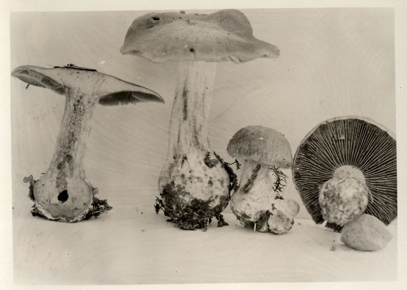 Cortinarius lanatipes image