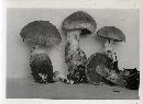 Cortinarius laniger image