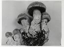 Cortinarius laniger image