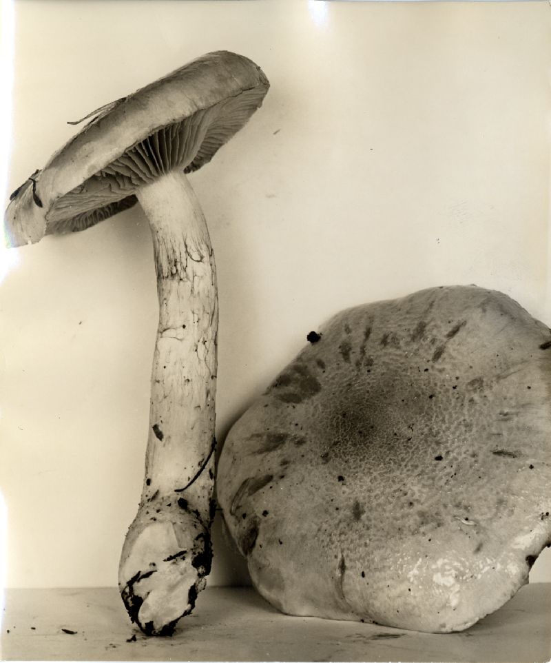 Cortinarius luteobrunnescens image
