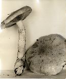 Cortinarius luteobrunnescens image