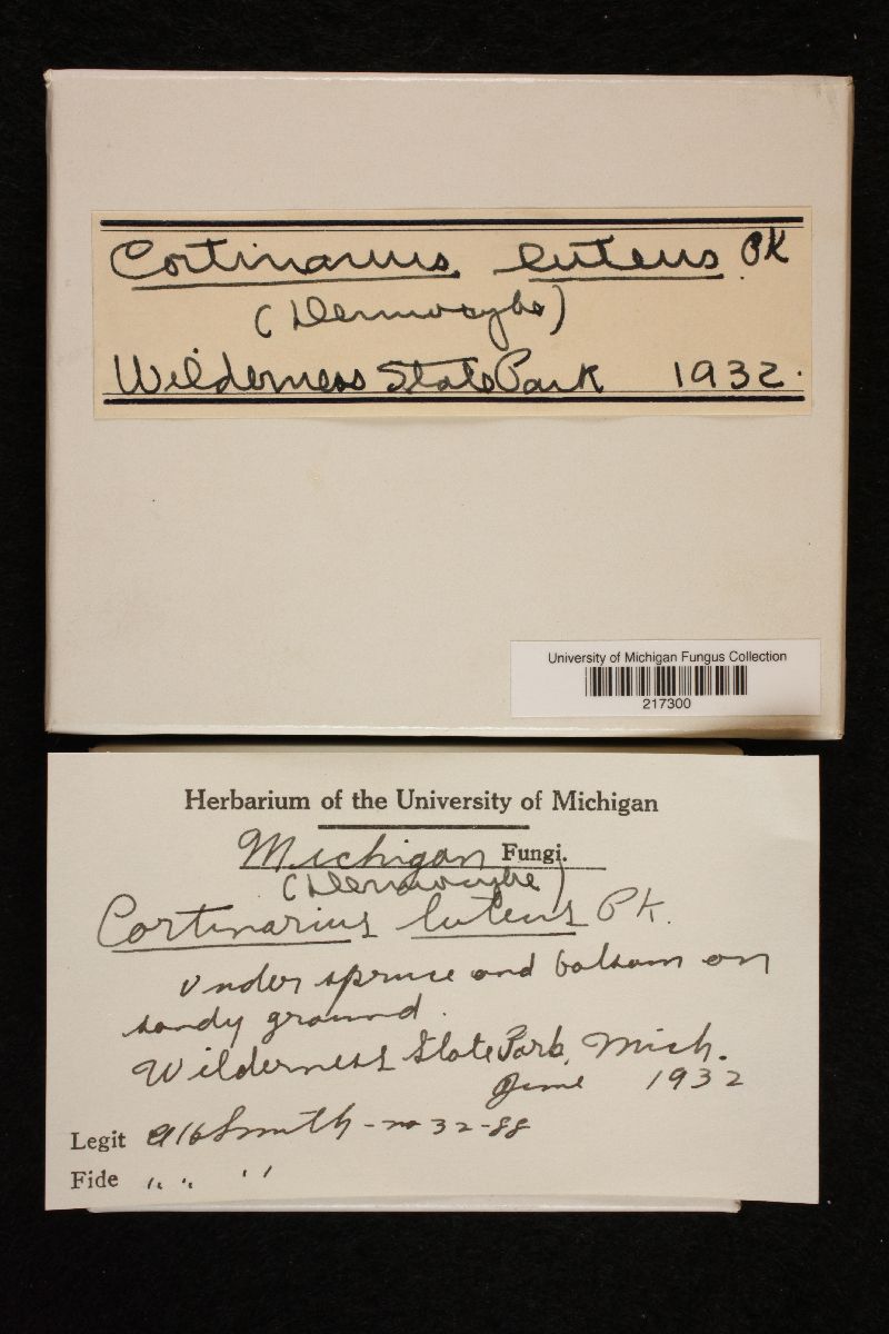 Cortinarius luteus image