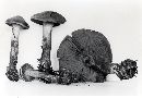 Cortinarius malicorius image