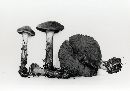 Cortinarius malicorius image