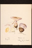 Cortinarius michiganensis image