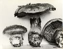 Cortinarius michiganensis image