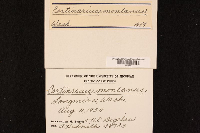Cortinarius montanus image