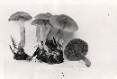 Cortinarius miniatopus image