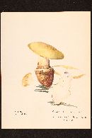 Image of Cortinarius montanus