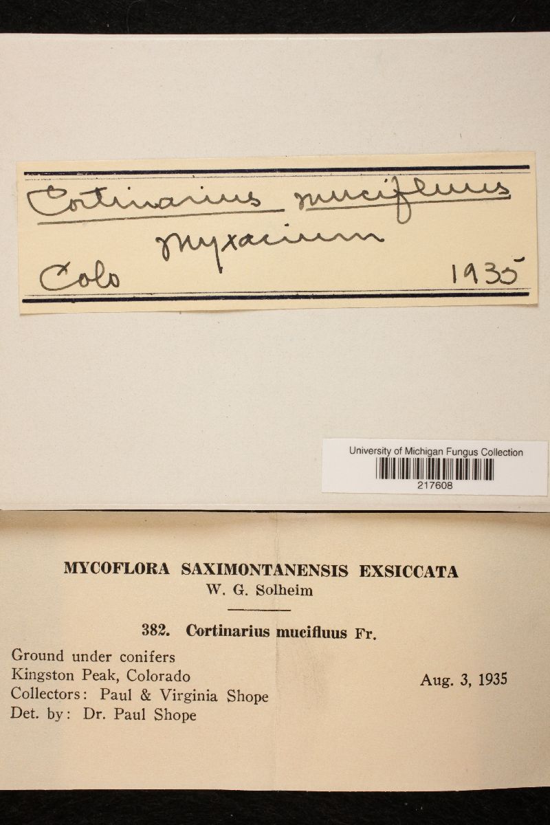 Cortinarius mucifluus image
