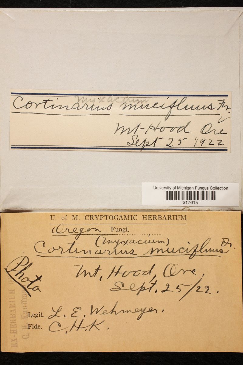 Cortinarius mucifluus image