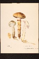 Image of Cortinarius mucifluus